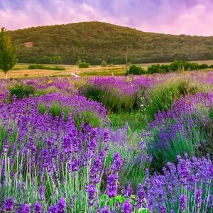 Meet your Posher, Diane